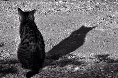 cat ＆ shadow（Ⅲ）