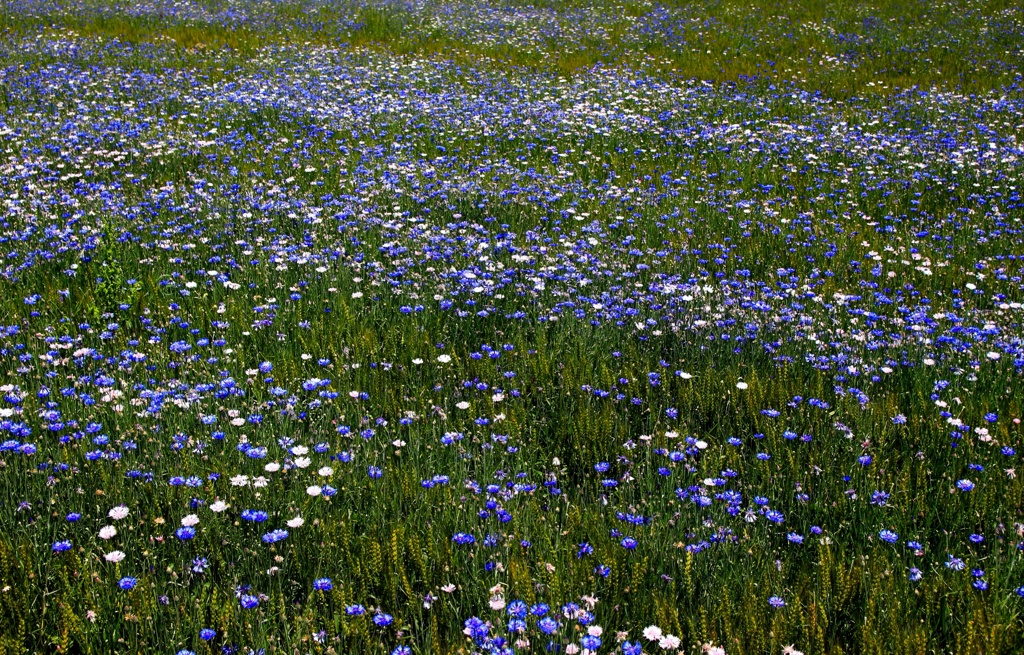 lovely flower
