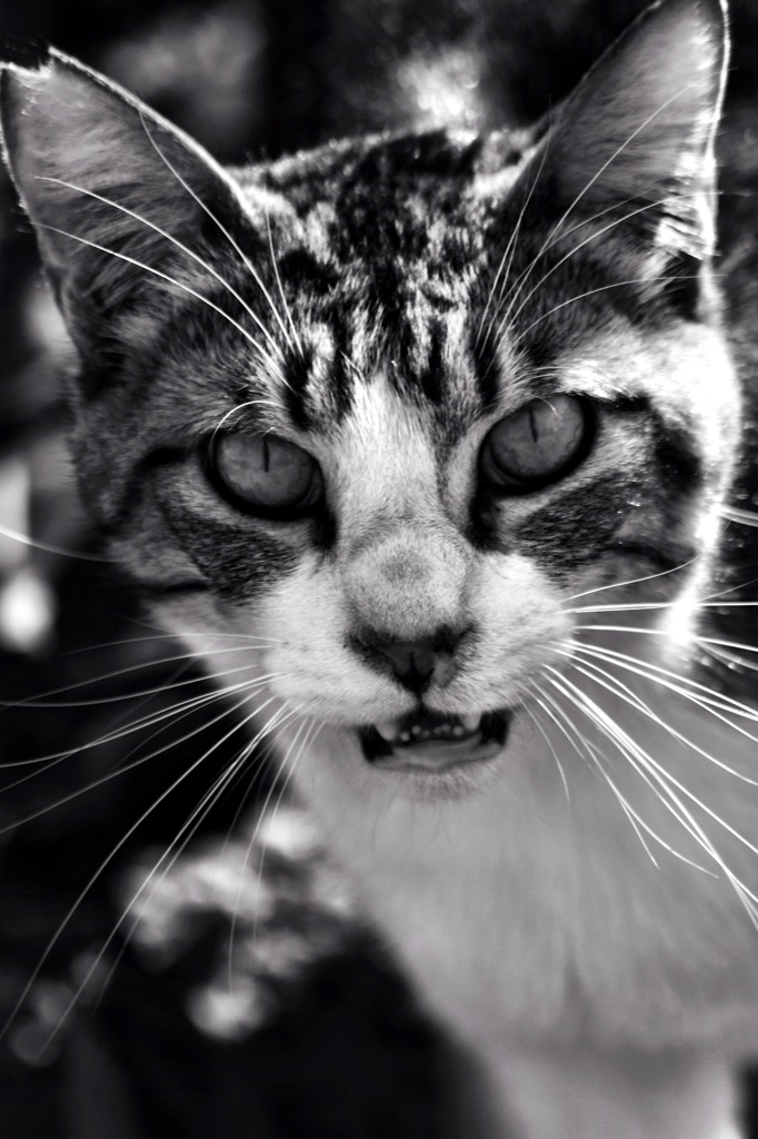 Wild cat（Ⅴ）