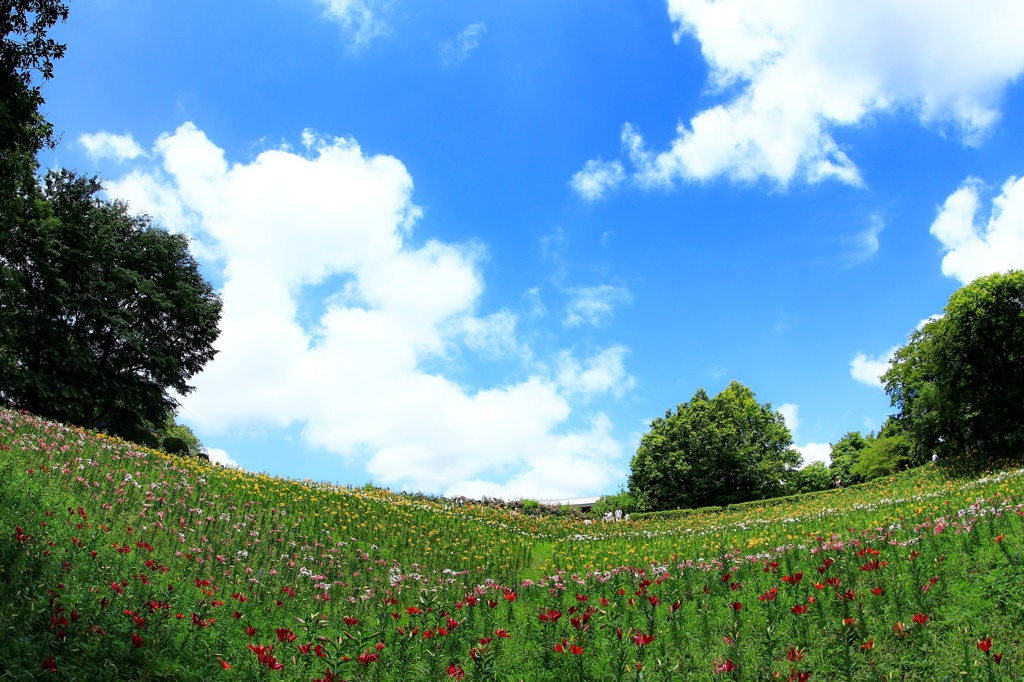 初夏の花園