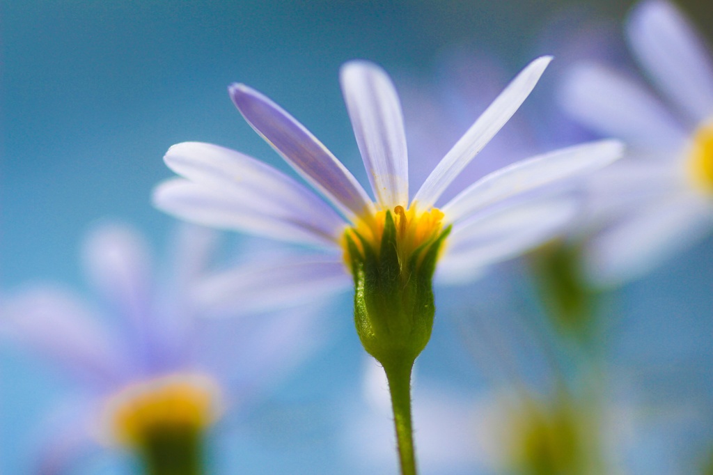 春花