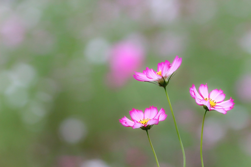 Three Sisters