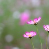 Three Sisters