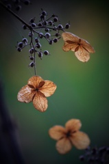 Dried flowers ⑵