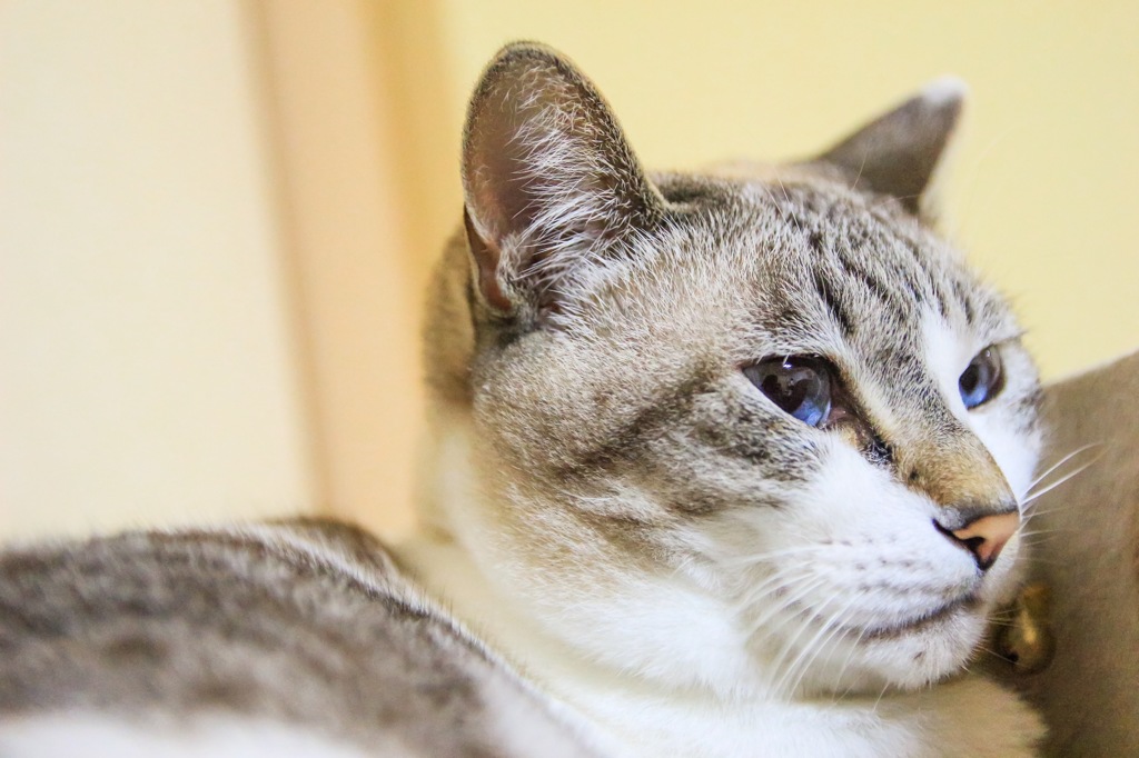 Ryo