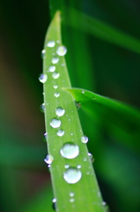 雨の白玉