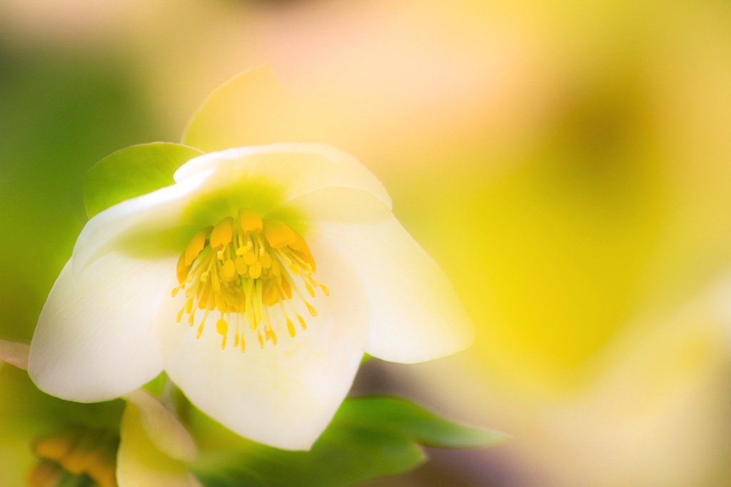 Christmas rose