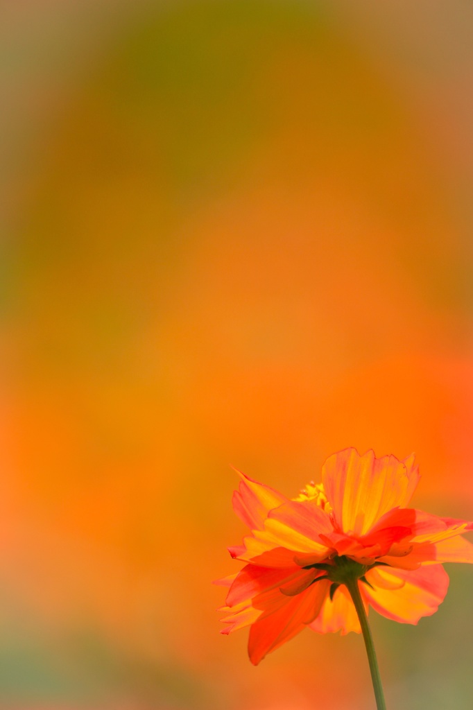 Orange summer