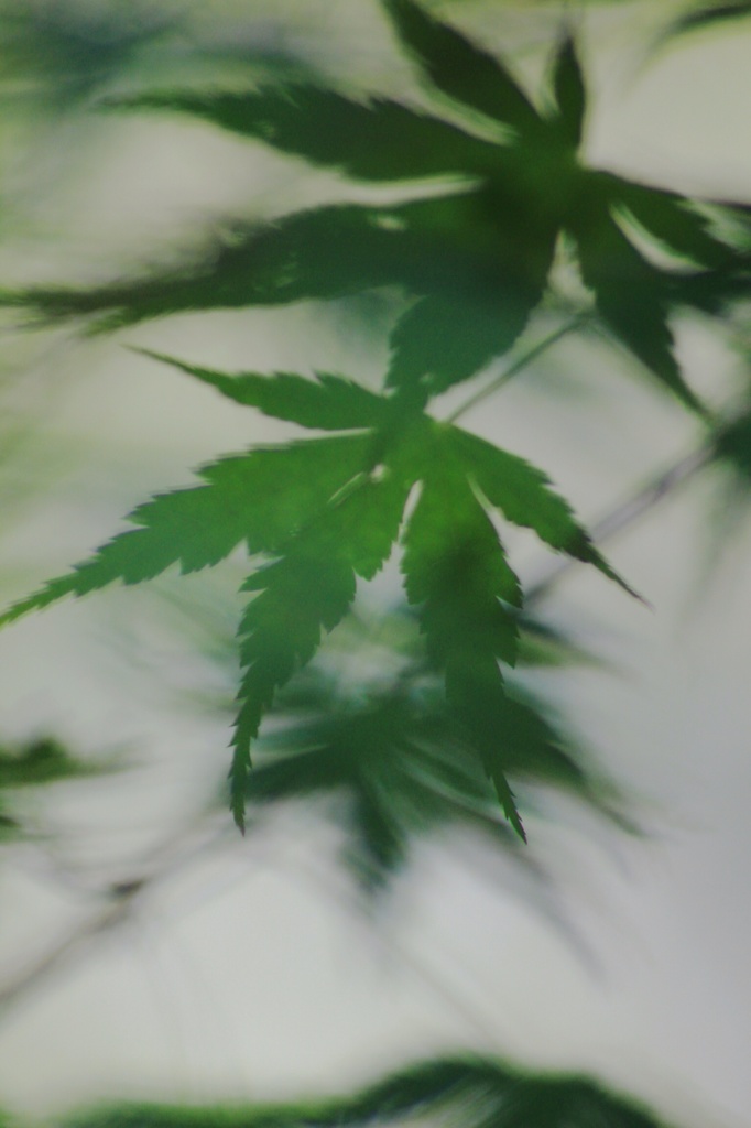 風揺