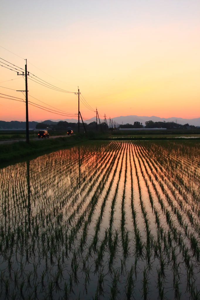 夕暮の水田