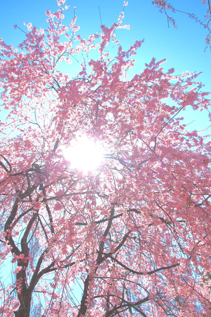 眩桜