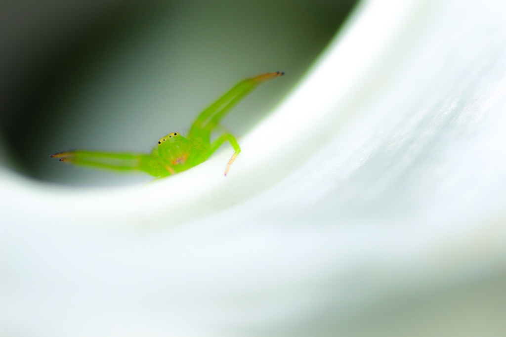 ゆりの花の住人