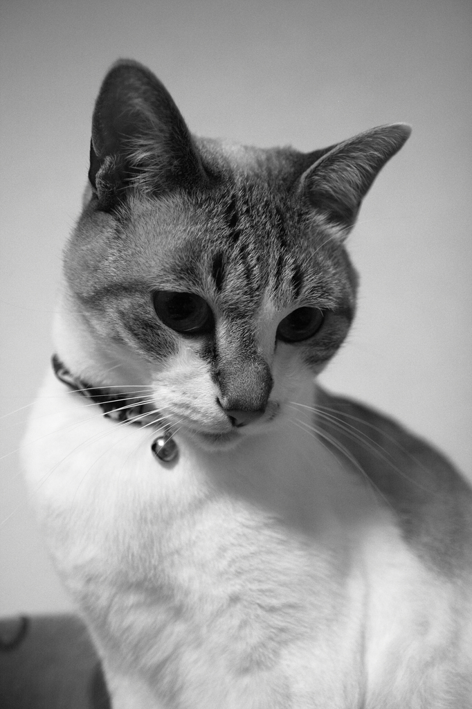 愛猫