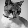 愛猫