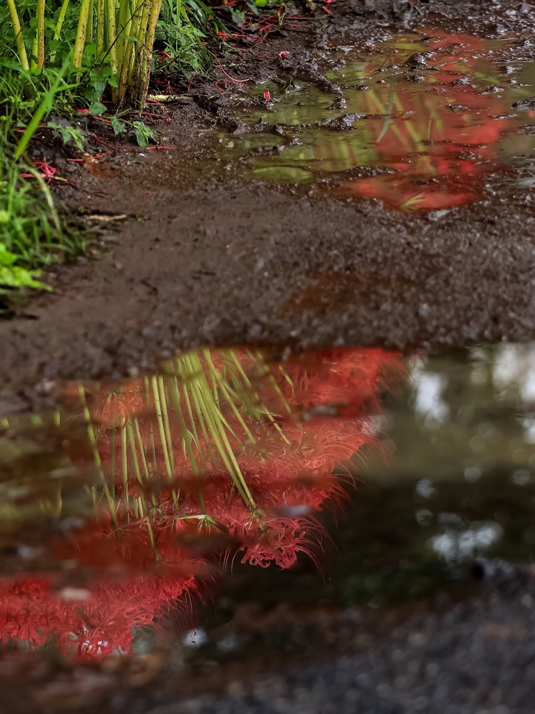 雨の巾着田 ３