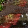 雨の巾着田 ３