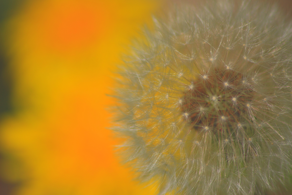 Dandelion