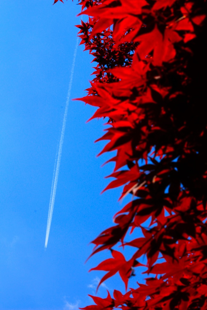 Contrail