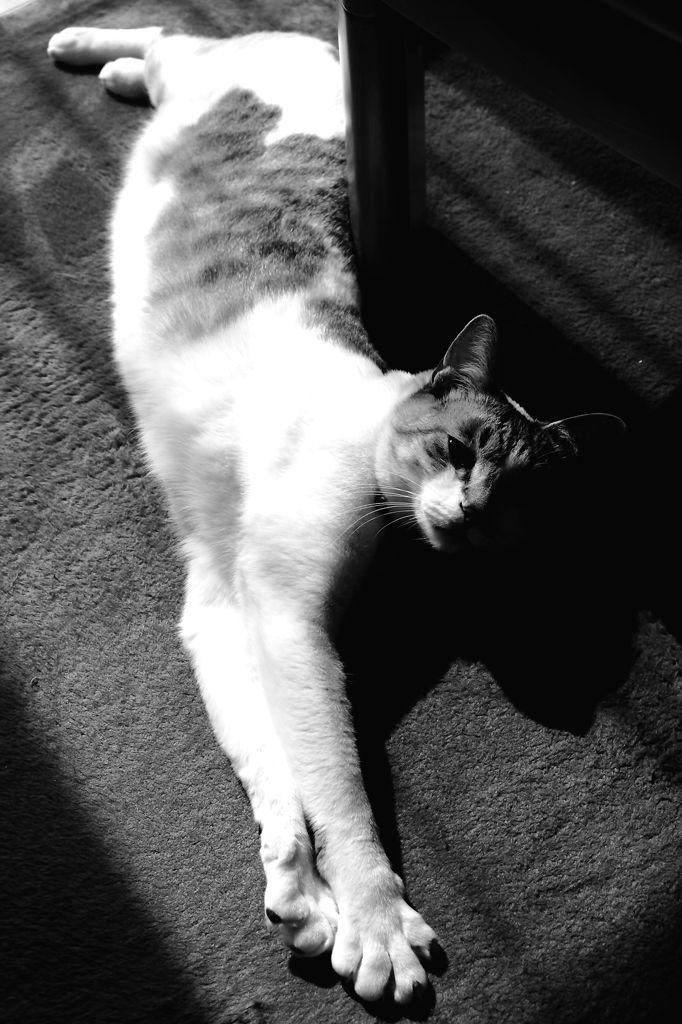 afternoon cat