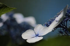 時の花