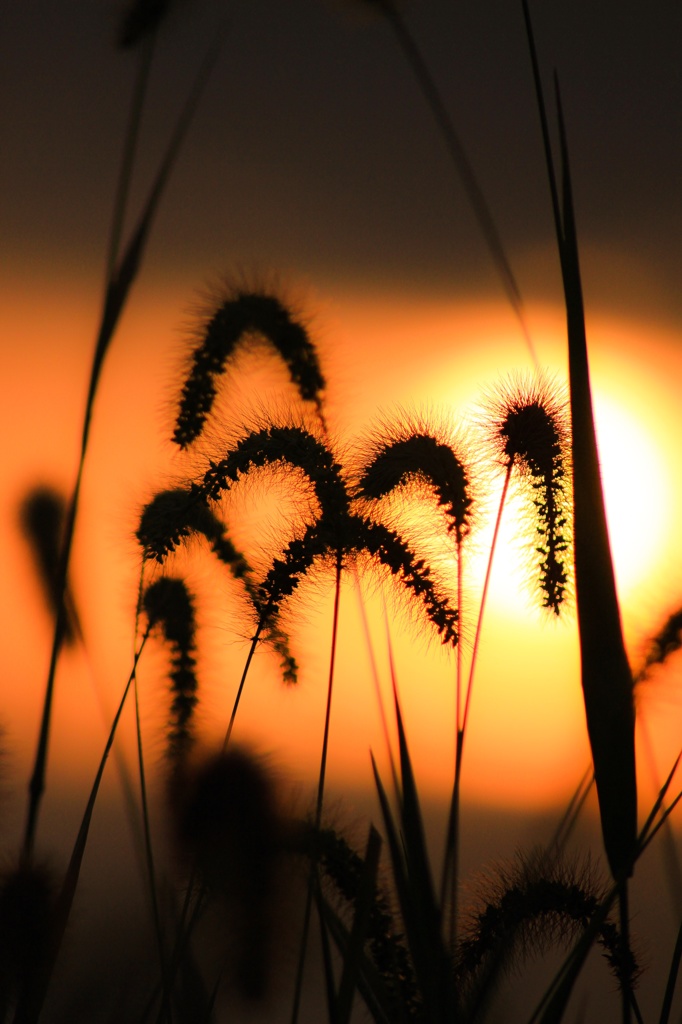 秋の夕暮れ