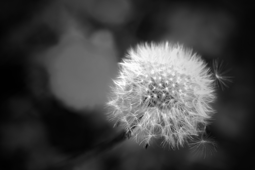 dandelion seeds 
