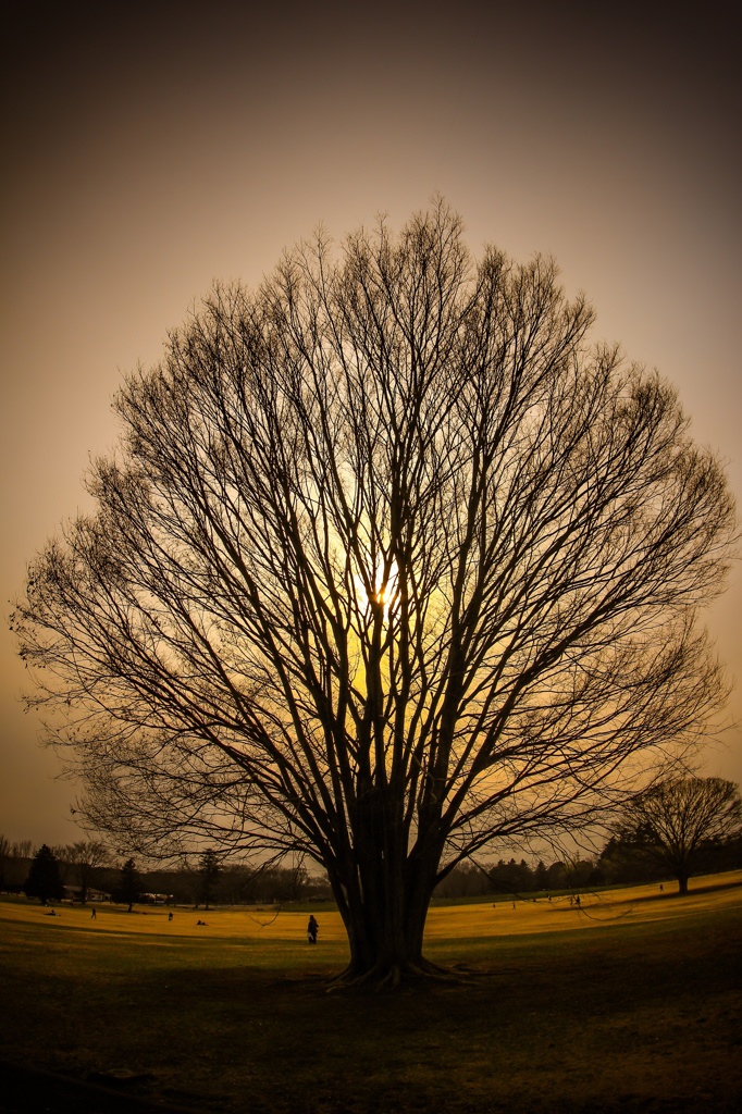 Candle tree