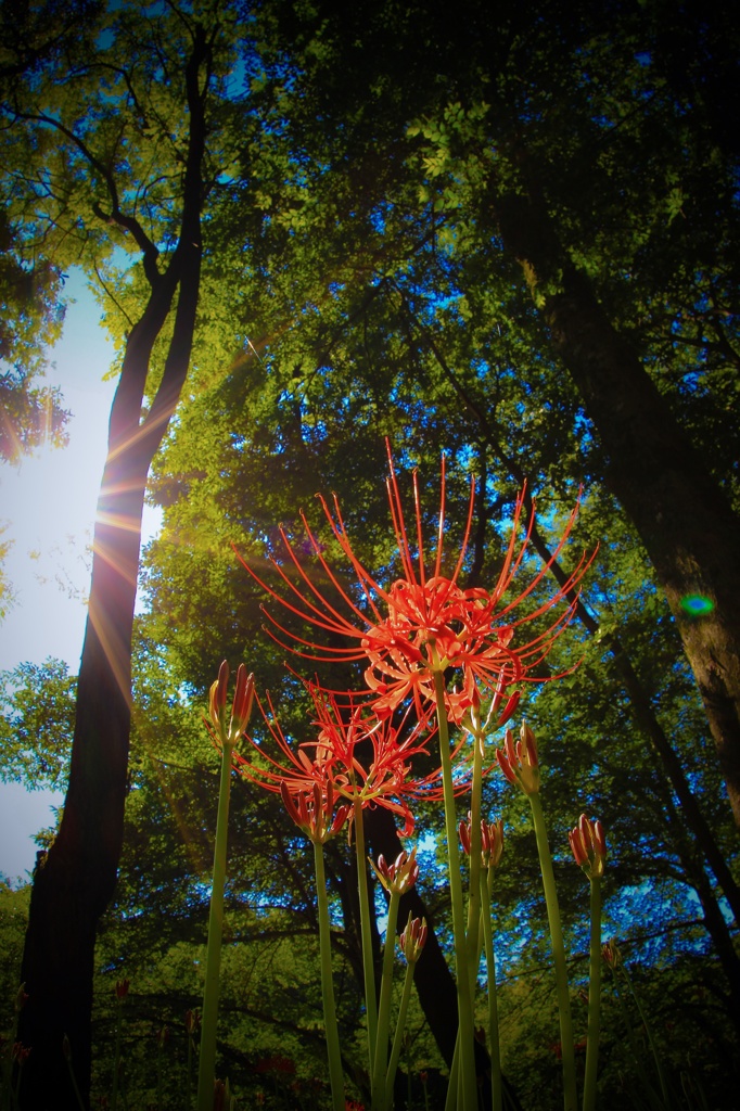 天上の花