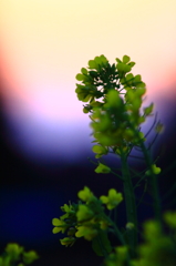 暮菜花