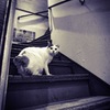 Shinjuku Golden Gai 番外編だニャ！