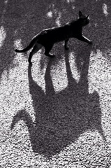 cat ＆ shadow（Ⅰ）