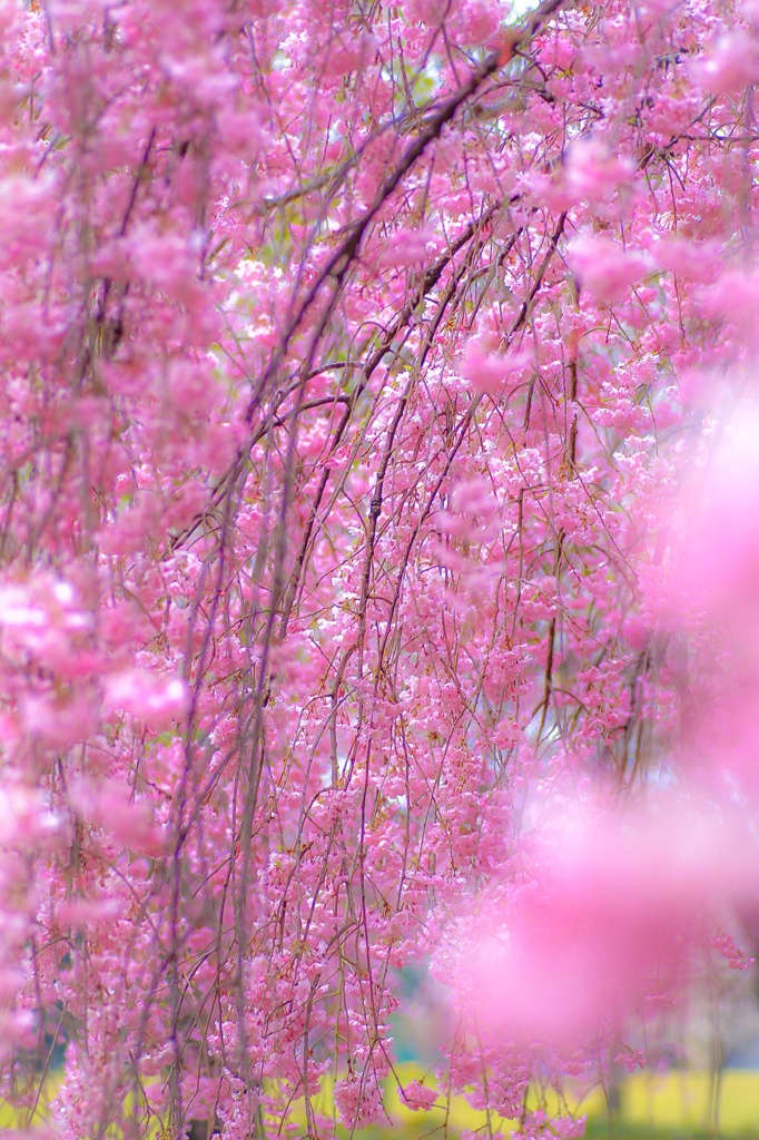 Weeping cherry