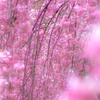 Weeping cherry