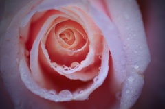 Rainy rose