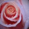 Rainy rose