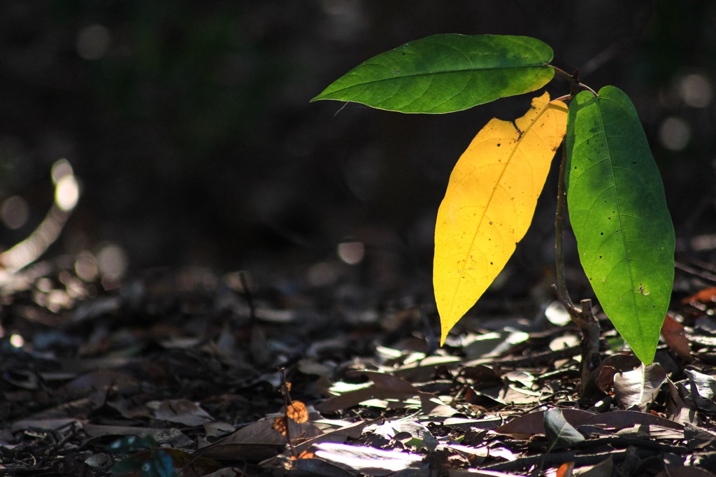 Three leaves