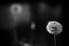 Dandelion