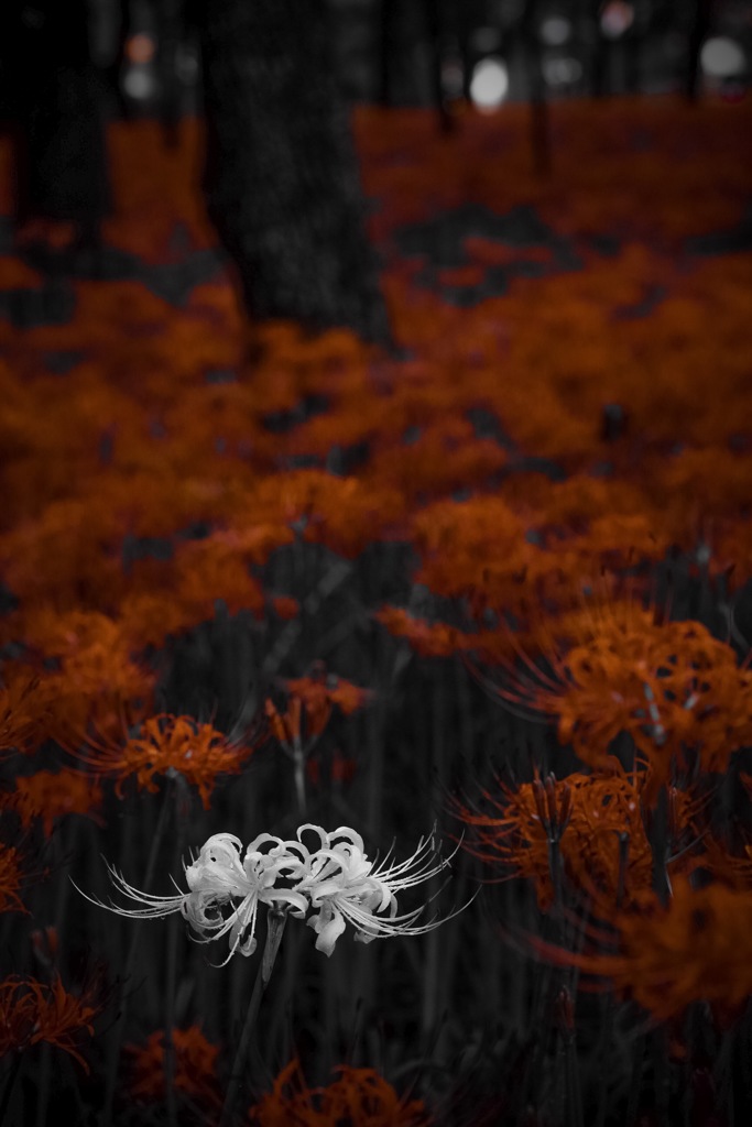 White flower