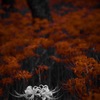 White flower