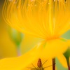 Dangerous flower（クモ注意！）