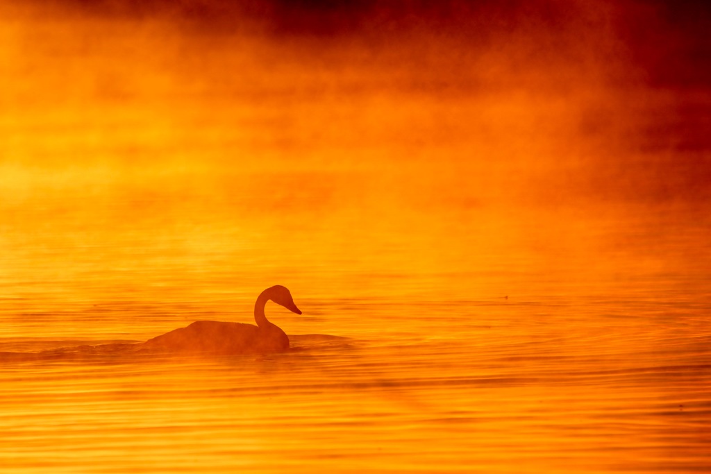 misty morning