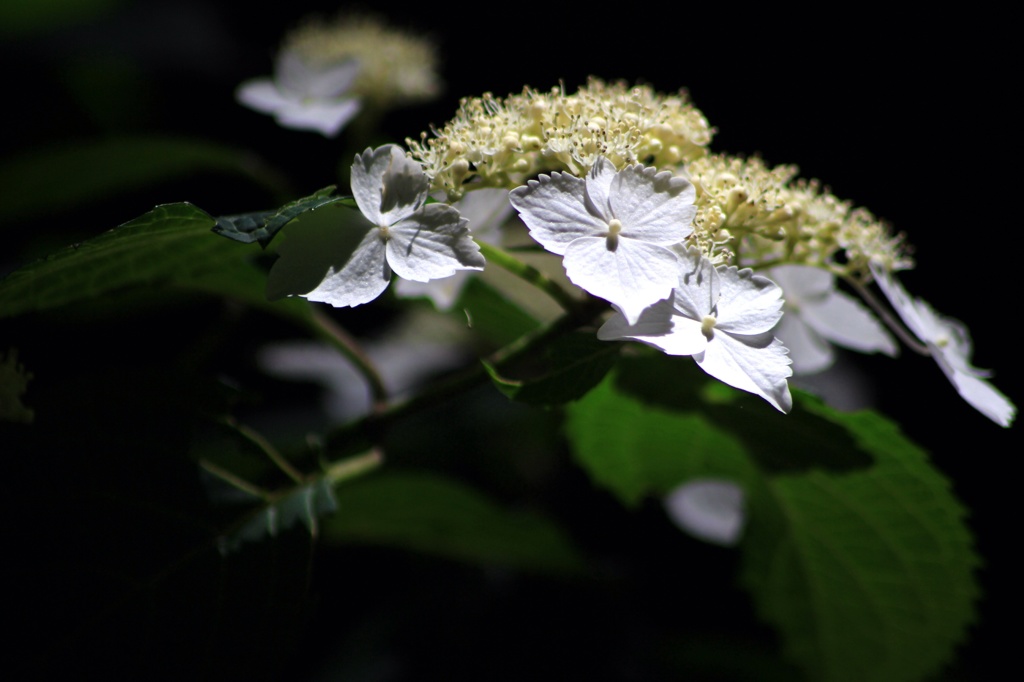 額紫陽花