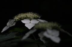 hydrangea