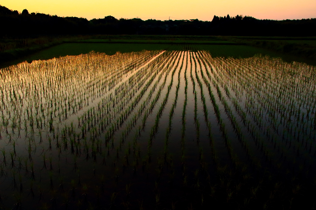 Rice field of the morning