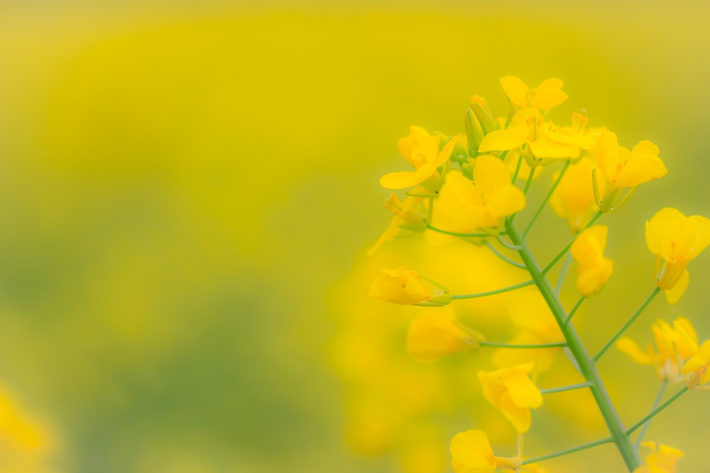 Spring yellow