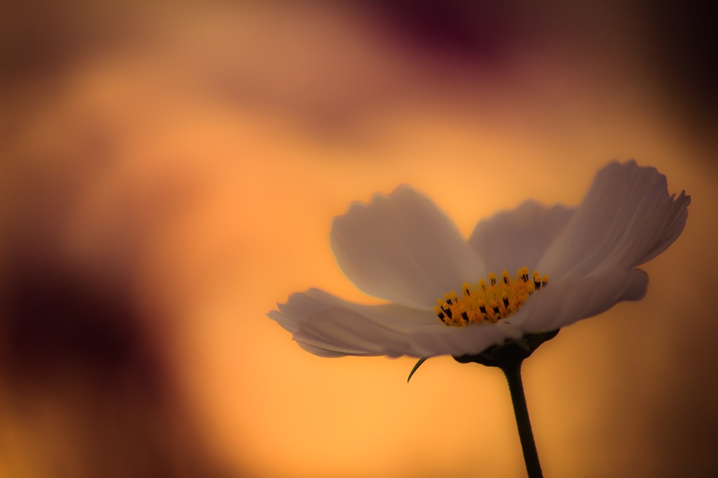 夕暮れ秋桜