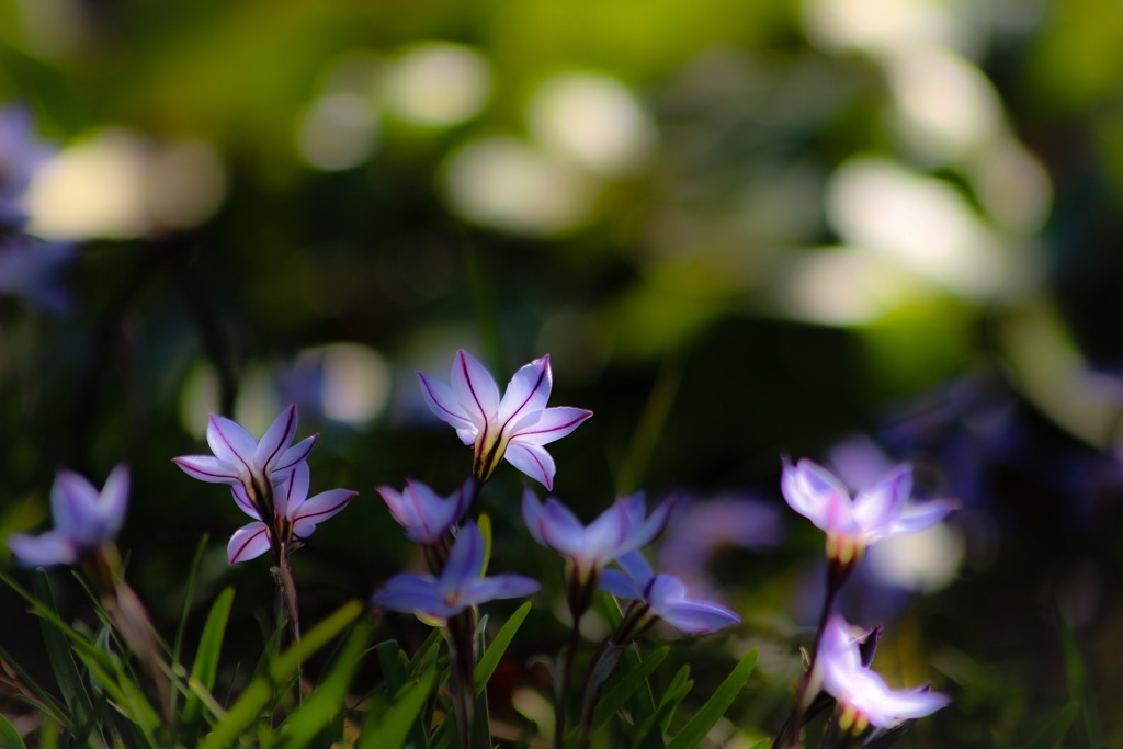 花の季節はすぐそこまで…