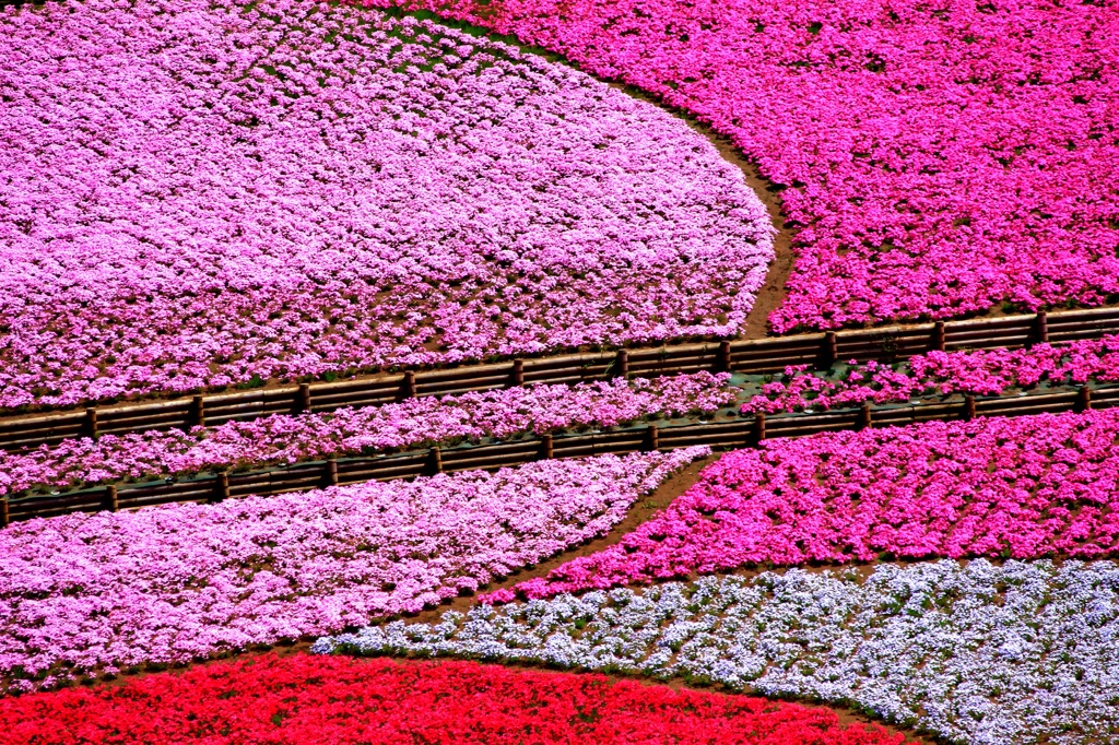 羊山公園の芝桜