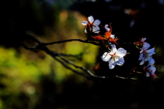 Wild cherry tree