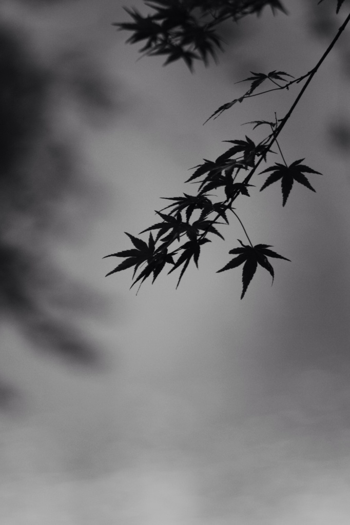 MOMIJI